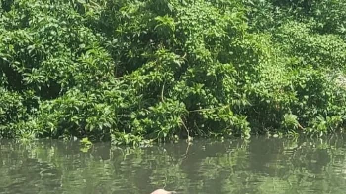 Corpo é encontrado boiando no rio Itajaí-mirim