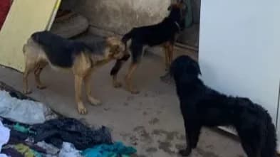 Mulher é presa por maus-tratos a cães em situação de abandono e desnutrição