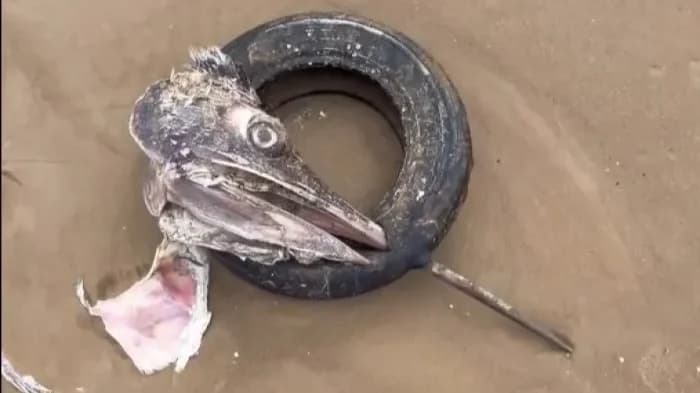 Fotógrafo flagra um dos maiores peixes do mundo com pneu no bico