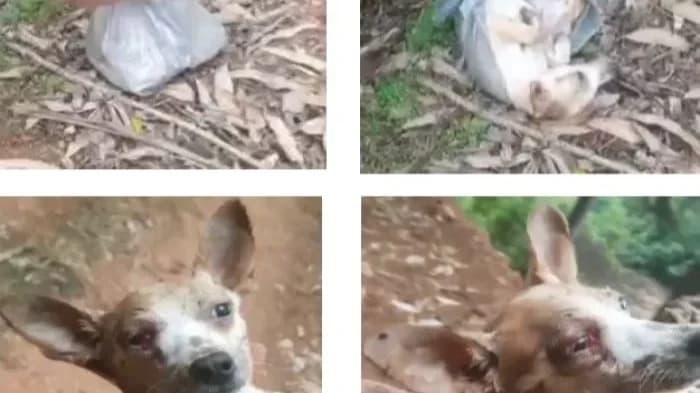 Justiça condena donos por maus-tratos a cães em Porto Belo e Bombinhas