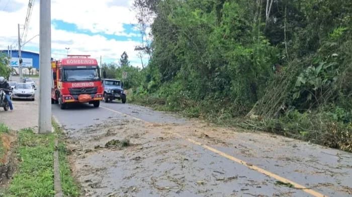Queda de árvore bloqueia rua em Penha
